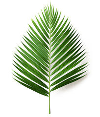 Wall Mural - Green leaf of palm tree isolated on white background with clipping path. full depth of field. Flat lay, top view