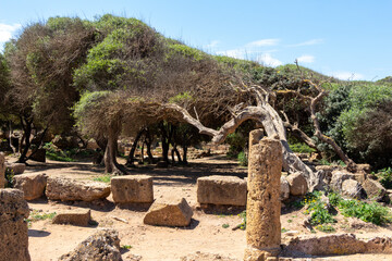 Ruins of the Roman Archeological Park of Tipaza ( Tipasa ), Algeria.