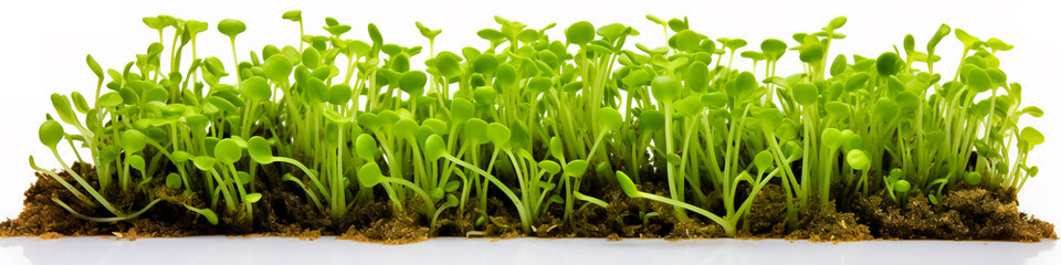 Sticker - Group of young peas sprouts plants isolated on transparent background.