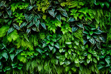 Plant Wall Natural Green Wallpaper And Background.