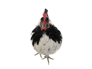 Wall Mural - chicken lakenfelder isolated on a white background