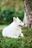 Fototapeta  - Beautiful White Swiss Shepherd Dog with blurred green background.