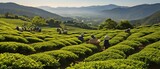 In the mountains, a tea factory