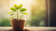 A thriving potted tree in lush green signifies profits from investments and wealth, acting as an emblem of the lucrative results attainable via wise financial decisions.