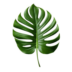 Wall Mural - Monstera leaf isolated on transparent background,transparency 