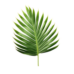 Wall Mural - Palm leaf isolated on transparent background,transparency 