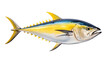 Blue fin yellow tuna isolated on transparent background,transparency 