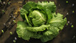 Gardener picks cabbage