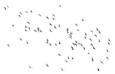 Wall Mural - png flock of birds silhouette isolated on transparent clear background