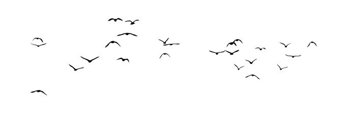 Wall Mural - png flock of birds silhouette isolated on transparent clear background