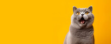 Portrait Shot Of British Shorthair Cat With Cute Face.studio Background.pet And Relationship Concepts