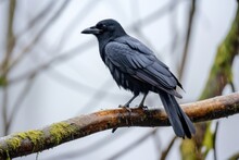 Crow Cawing On A Tree Branch In Overcast Sky