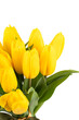 yellow tulips detail