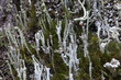 gros plan sur des lichens formant comme une forêt miniature