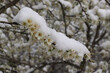 prunier en fleur sous une neige de printemps