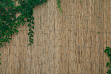 Yellow Horizontal Of Bamboo Fence With Green Ivy. Bamboo Wall Texture Background For Interior Or Exterior Design.