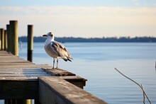 A Lone Seagull Perched On A Seaside Dock