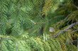 Goldcrest (Regulus regulus) in forest  