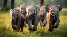 A Herd Of Cute Elephants Running And Playing On The Green Grass In The Park.