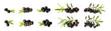 Tasty Black Olives With Leaves Isolated On White Background. Fresh Fruit Olives On A White Background.