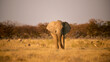 Elephant in the African savannah.