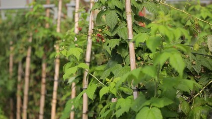 Sticker - Tops of raspberry trees grown in greenhouses in Lam Dong Vietnam 