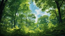 Forest, Lush Foliage, Tall Trees At Spring Or Early Summer - Photographed From Below