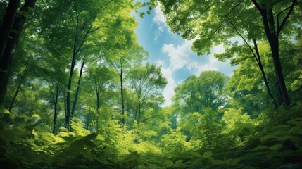 Aufkleber - Forest, lush foliage, tall trees at spring or early summer - photographed from below