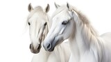 Fototapeta Konie - Couple of beautiful white horses isolated on white background. High key image