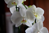 Fototapeta Storczyk - orchid with white petals in pot