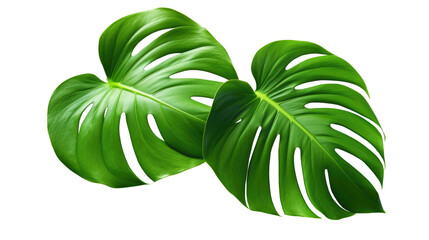 Wall Mural - Dark green leaves of monstera or split-leaf philodendron (Monstera deliciosa) the tropical foliage plant growing in wild isolated on transparent background