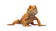 Bearded dragon standing, isolated on transparent