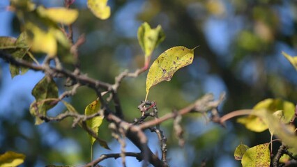 Sticker - Apple tree branch with leaves in autumn, garden plants in autumn