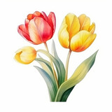 Fototapeta Tulipany - Beautiful color pink, yellow and purple tulip flower with leaves watercolor paint on white. Generated AI