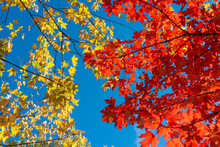 Yellow And Red Leaves On A Blue Sky In Autumn