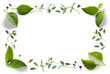cooking composition frame border. Fresh green organic basil leaves, thyme and peper isolated on white background. Transparent background and natural transparent shadow; Ingredient, spice for cooking. 
