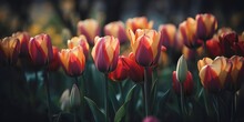 Red And Yellow Tulips In Nature. Generative AI