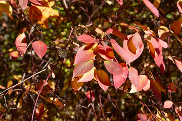 Canvas Print - shrub with red brown leaves in autumn