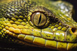 Snake closeup face. Macro shot of snake close up head.