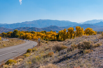 Wall Mural - Large Cottonwoods and poplar tree in round valley, outside of bishop, california, at the foothills of the Sierra Nevada Mountains, turn their yellow autumn leaf colors.