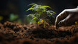Planting and growing a hemp plant, cannabis legalization, small hemp plants cultivation