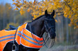  portrait of beautiful black dressage stallion  dressed in training protection cover  posing at evening. autumn season
