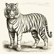1800s-style vintage engraving of Caspian Tiger on white background.