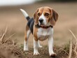 Perro de raza Beagle caminando en el campo