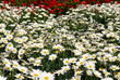 field of daisies with red flower on the background