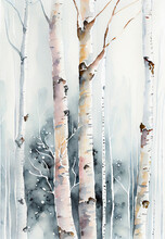 Watercolor Painting Of Birch Tree Trunks In Winter Forest.
