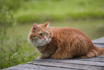 beautiful homemade ginger cat sitting on a wooden platform, natural green background