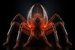 Arañas y tarántulas vistas por Rayos X