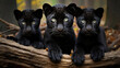 Family of black panthers in the wild