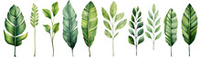 Modern Watercolor Green Tropical Leaves, Clip Art Botanical Illustration Elegant Watercolor Illustration , Green Tropical Leaves Isolated Transparent Background, PNG